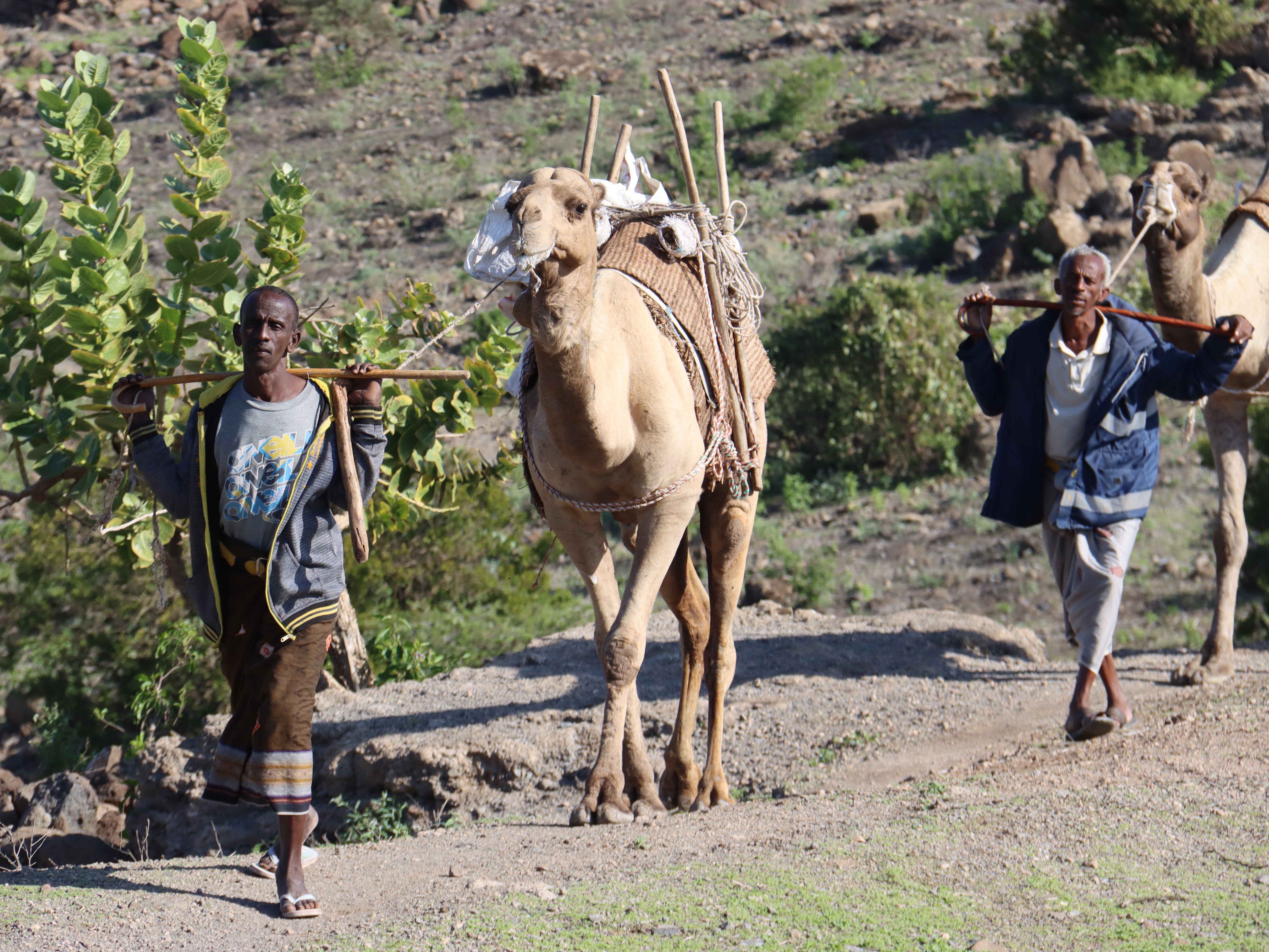 Horn expedition