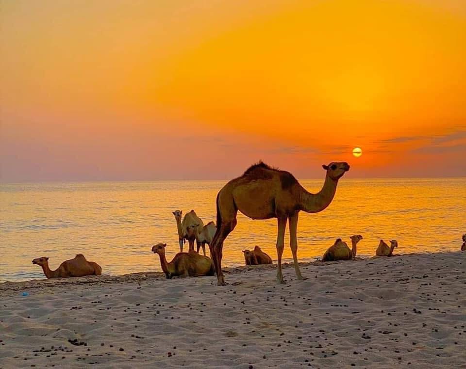Sunset Camels