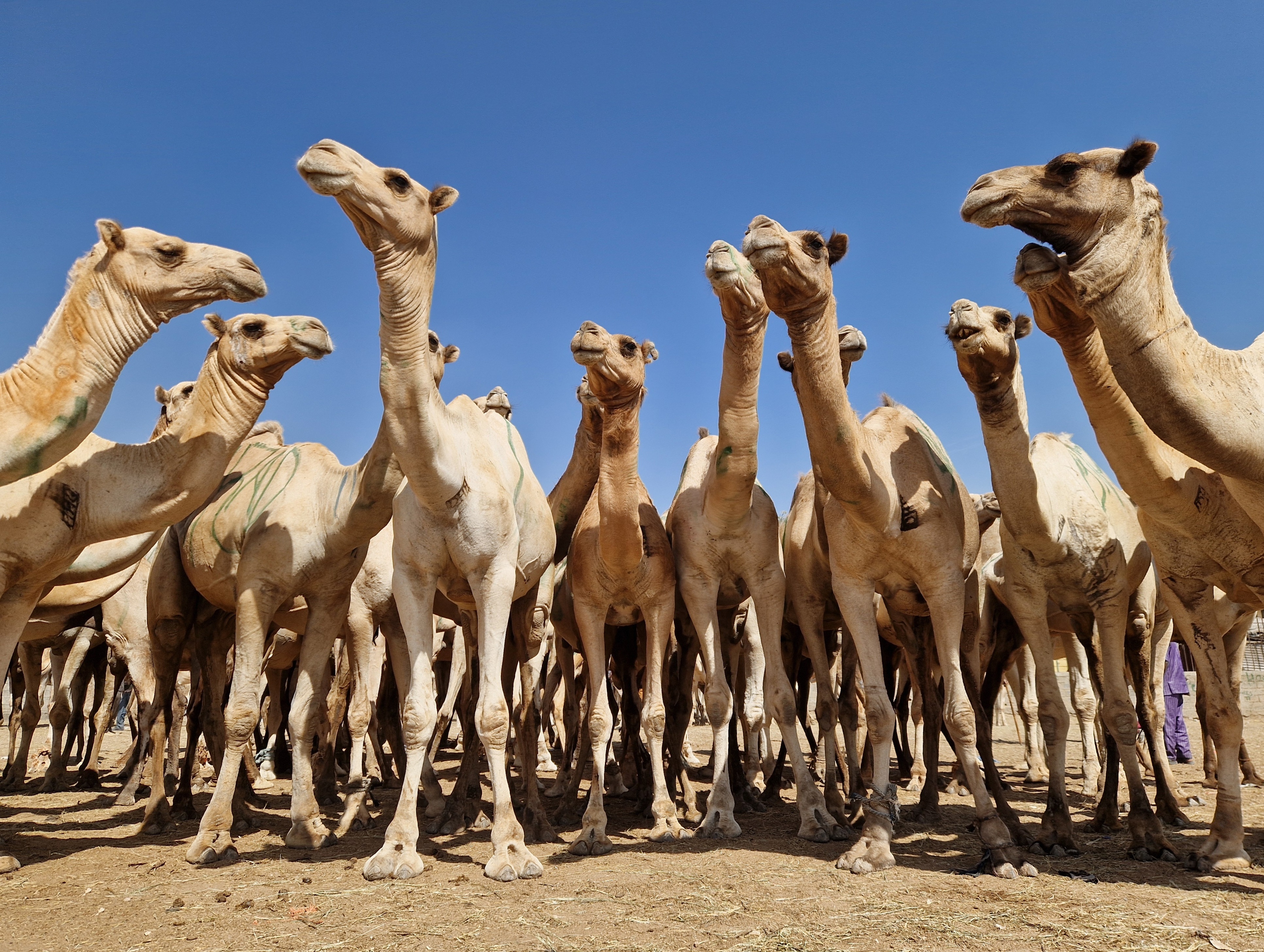 Camels