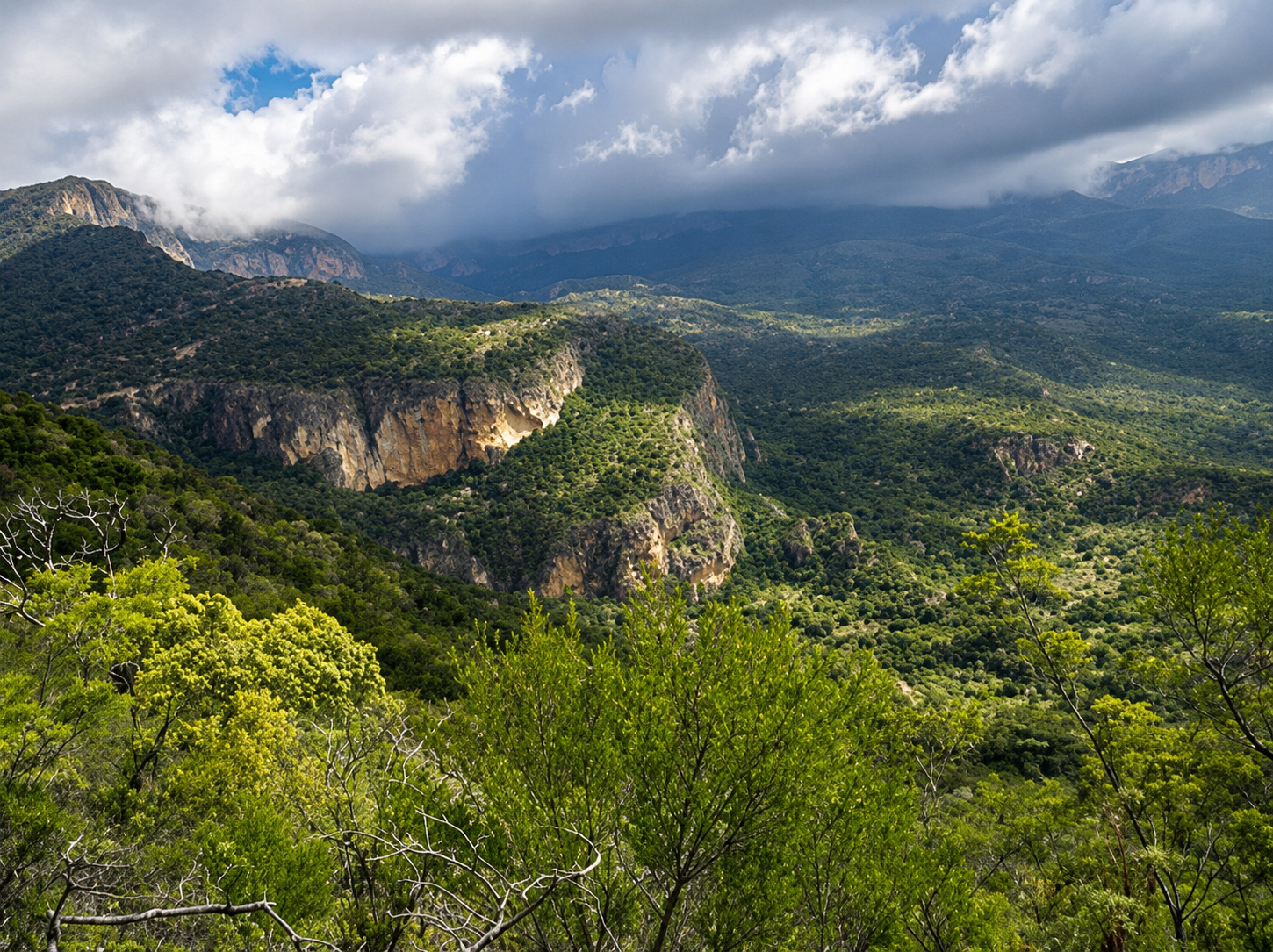 Daallo Forest