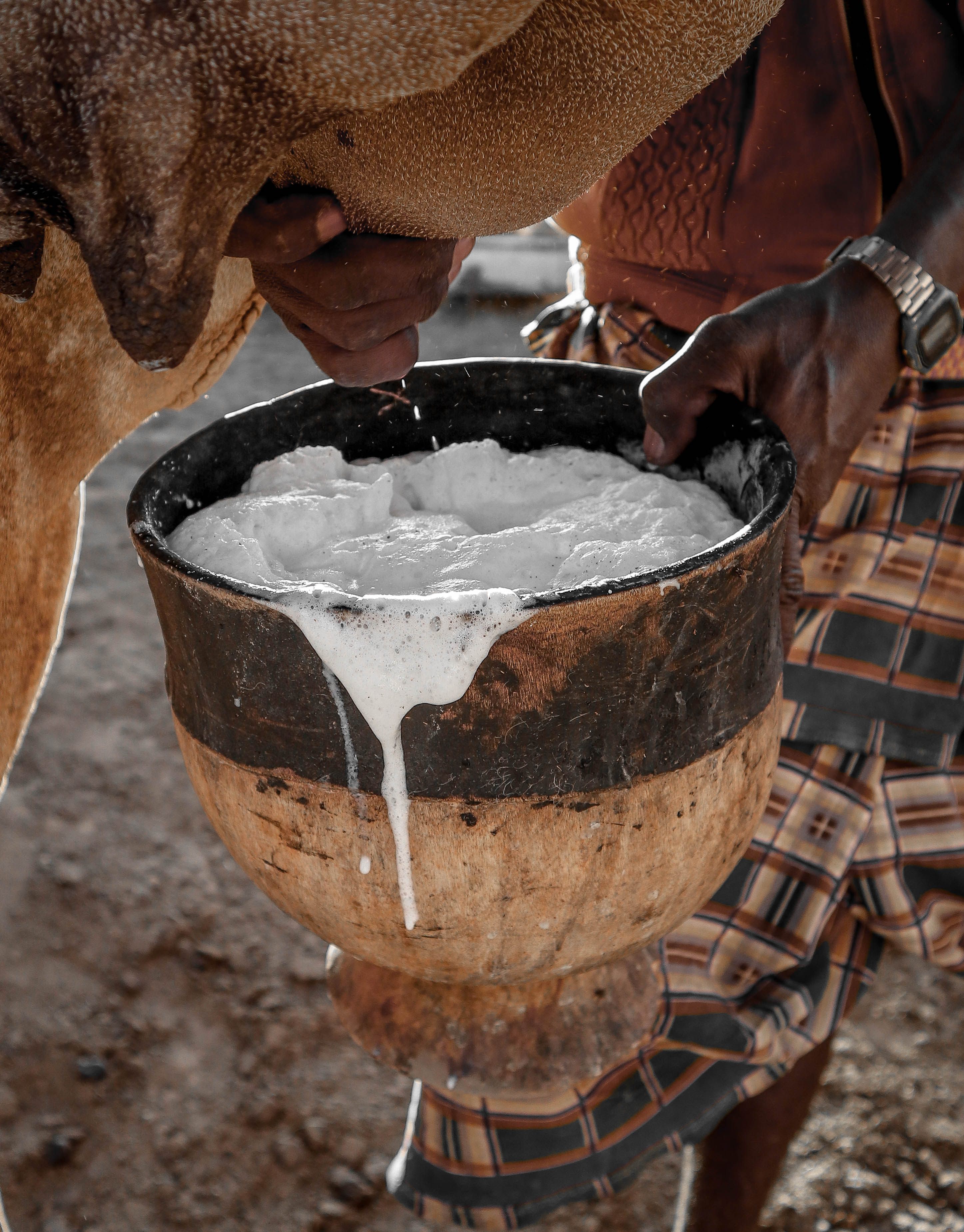 Camel Milk