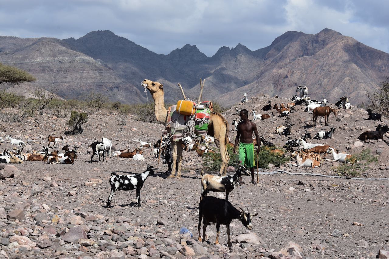 Nomad with his Livestock