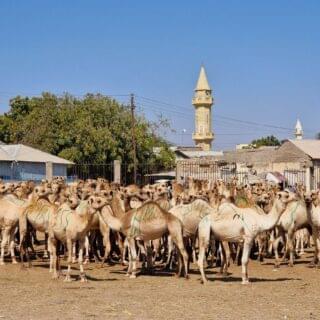 Best of Somaliland A (10)